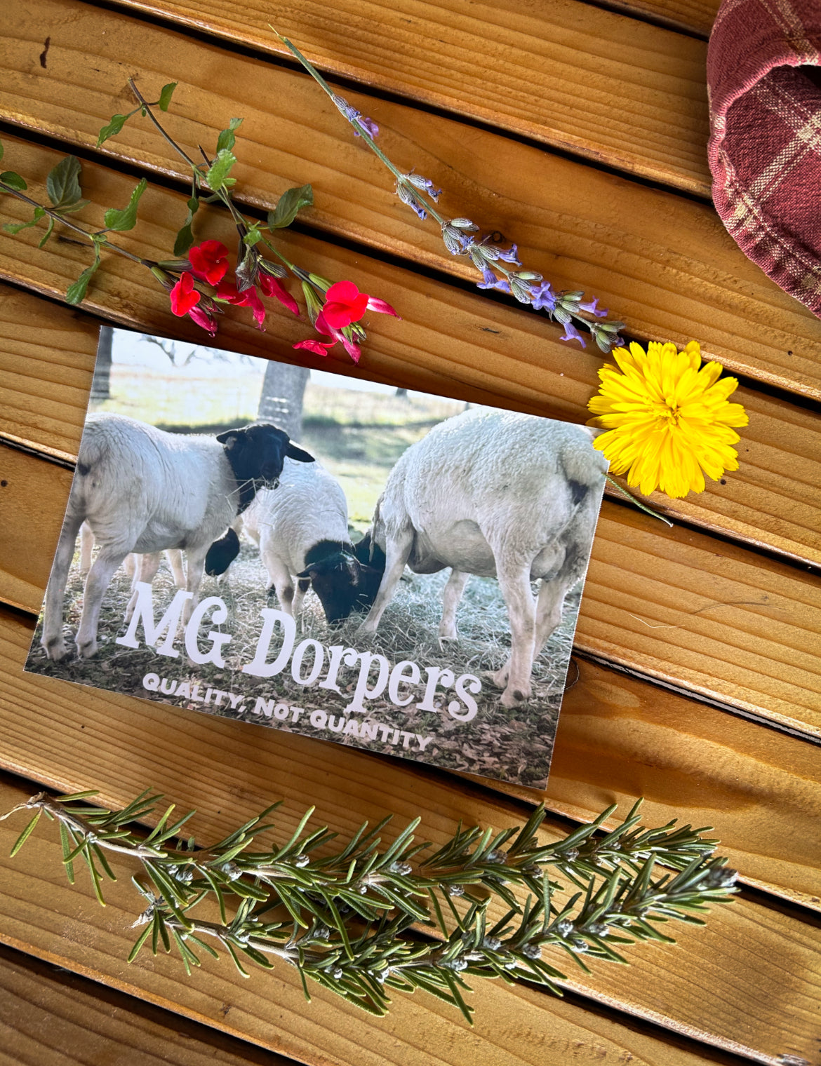 MG Dorper Welcome Package