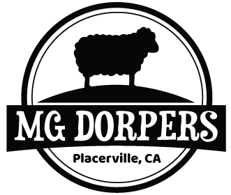 MG Dorpers